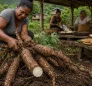 Cassava in Dominica