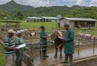 Central Livestock Farm (CLF) in Dominica