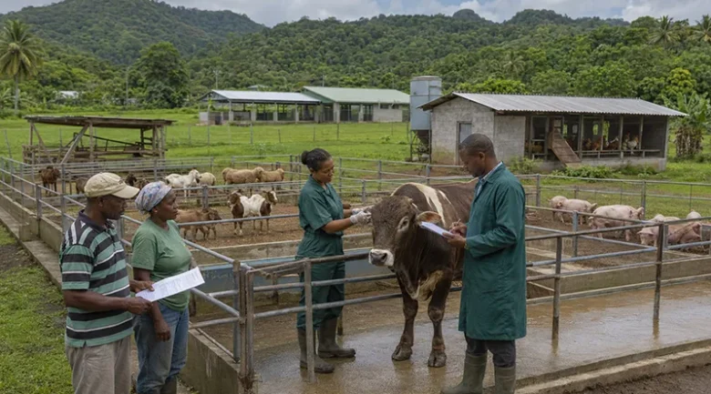 Central Livestock Farm (CLF) in Dominica