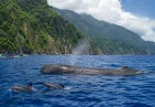 Cetaceans in Dominica