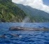 Cetaceans in Dominica