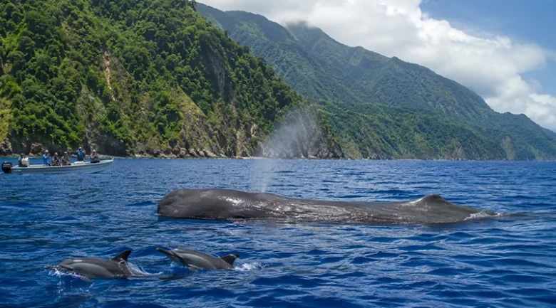 Cetaceans in Dominica