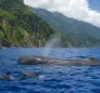Cetaceans in Dominica