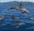 Clymene Dolphins in Dominica