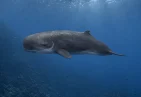 Dwarf Sperm Whale in Dominica