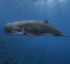Dwarf Sperm Whale in Dominica