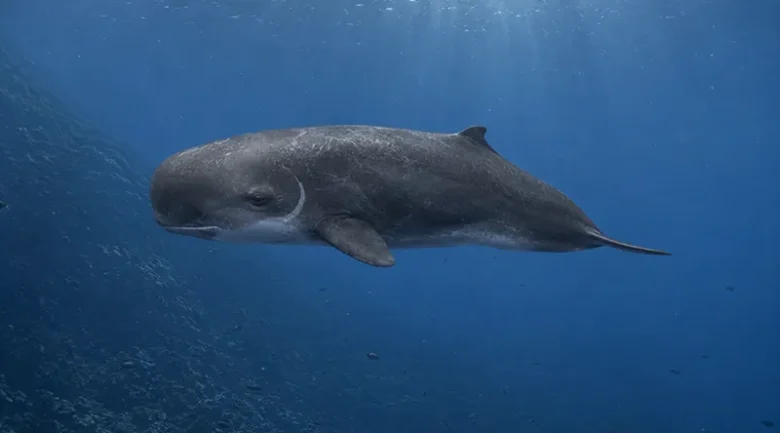 Dwarf Sperm Whale in Dominica