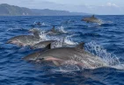 Fraser’s Dolphin in Dominica