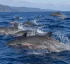 Fraser’s Dolphin in Dominica