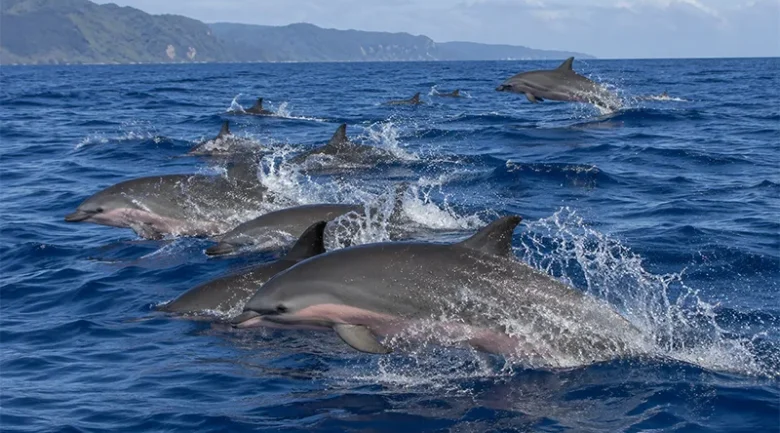 Fraser’s Dolphin in Dominica