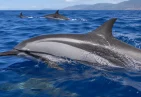 Striped Dolphins in Dominica