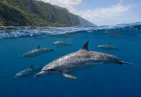 Pantropical Spotted Dolphin in Dominica
