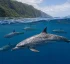 Pantropical Spotted Dolphin in Dominica