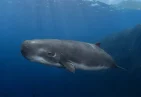 Pygmy Sperm Whale in Dominica