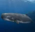 Pygmy Sperm Whale in Dominica