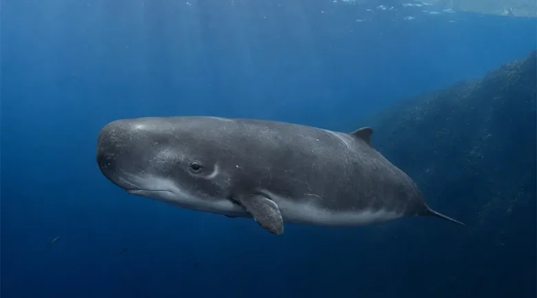 Pygmy Sperm Whale in Dominica