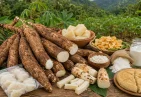 Sweet Cassava in Dominica